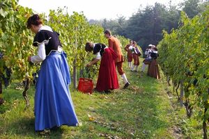 Vendemmia storica a Vezzolano_22