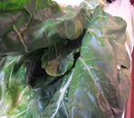 Cavolo nero